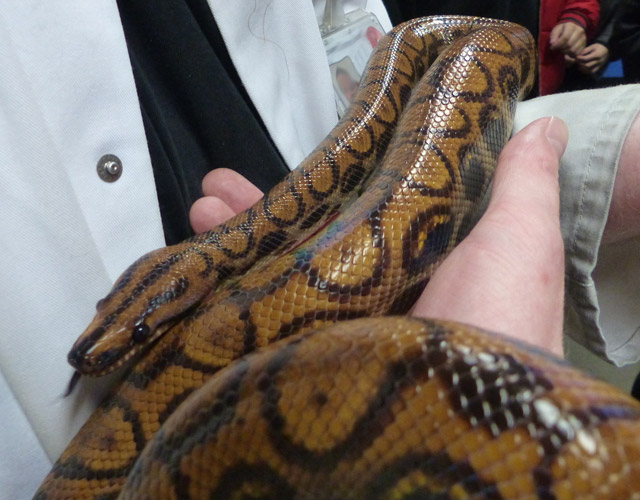 Person holding snake in hands